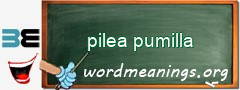 WordMeaning blackboard for pilea pumilla